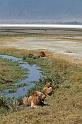 135 Tanzania, Ngorongoro Krater, leeuwen